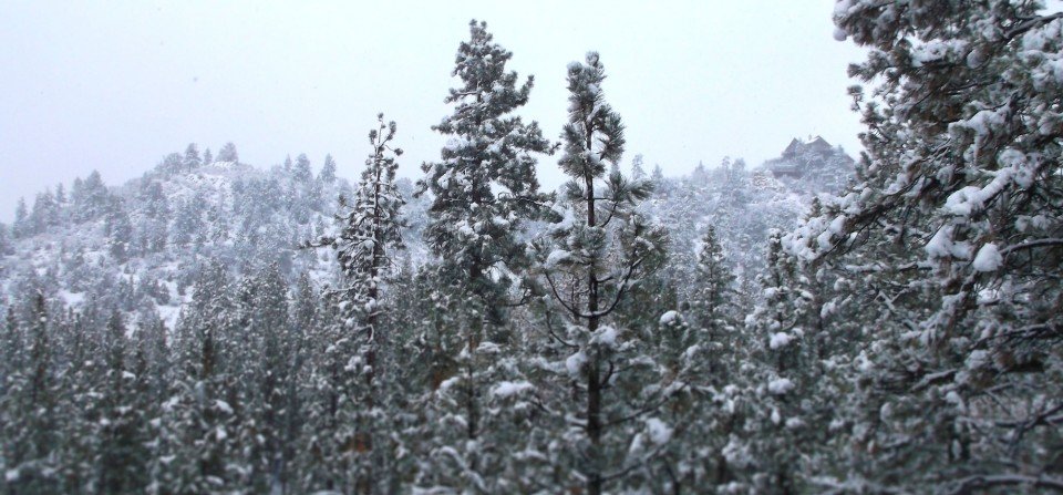 Snowy Forest - Big Bear Real Estate